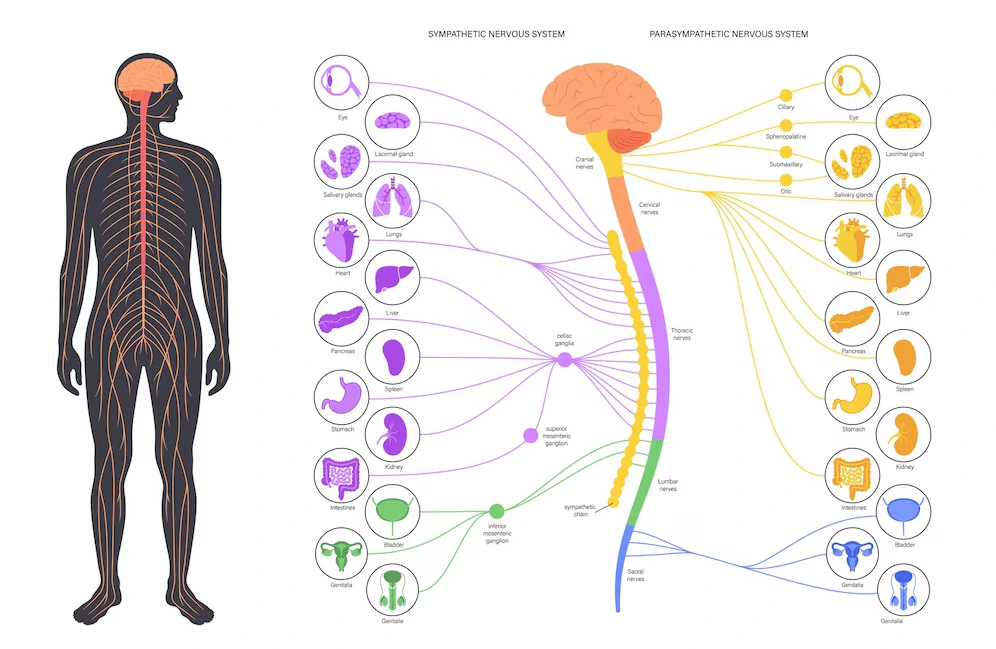 Autonomic Nervous System