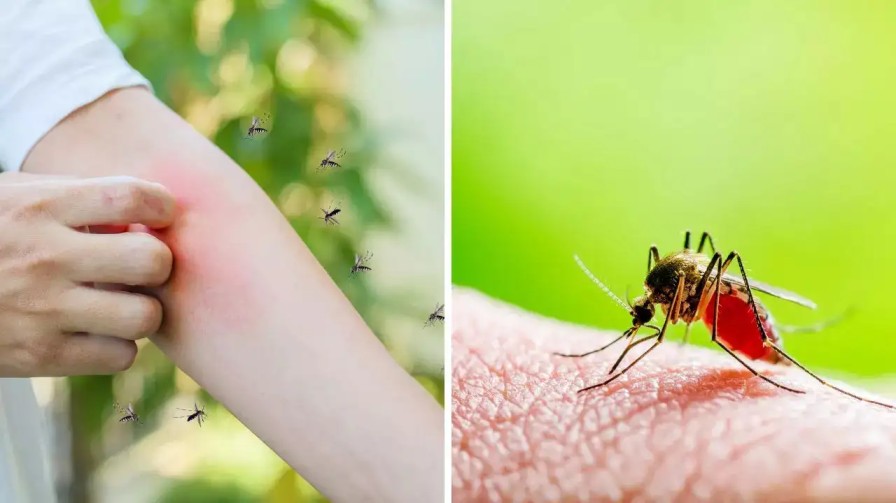 Dengue Surge in Latin America Raises Global Concern