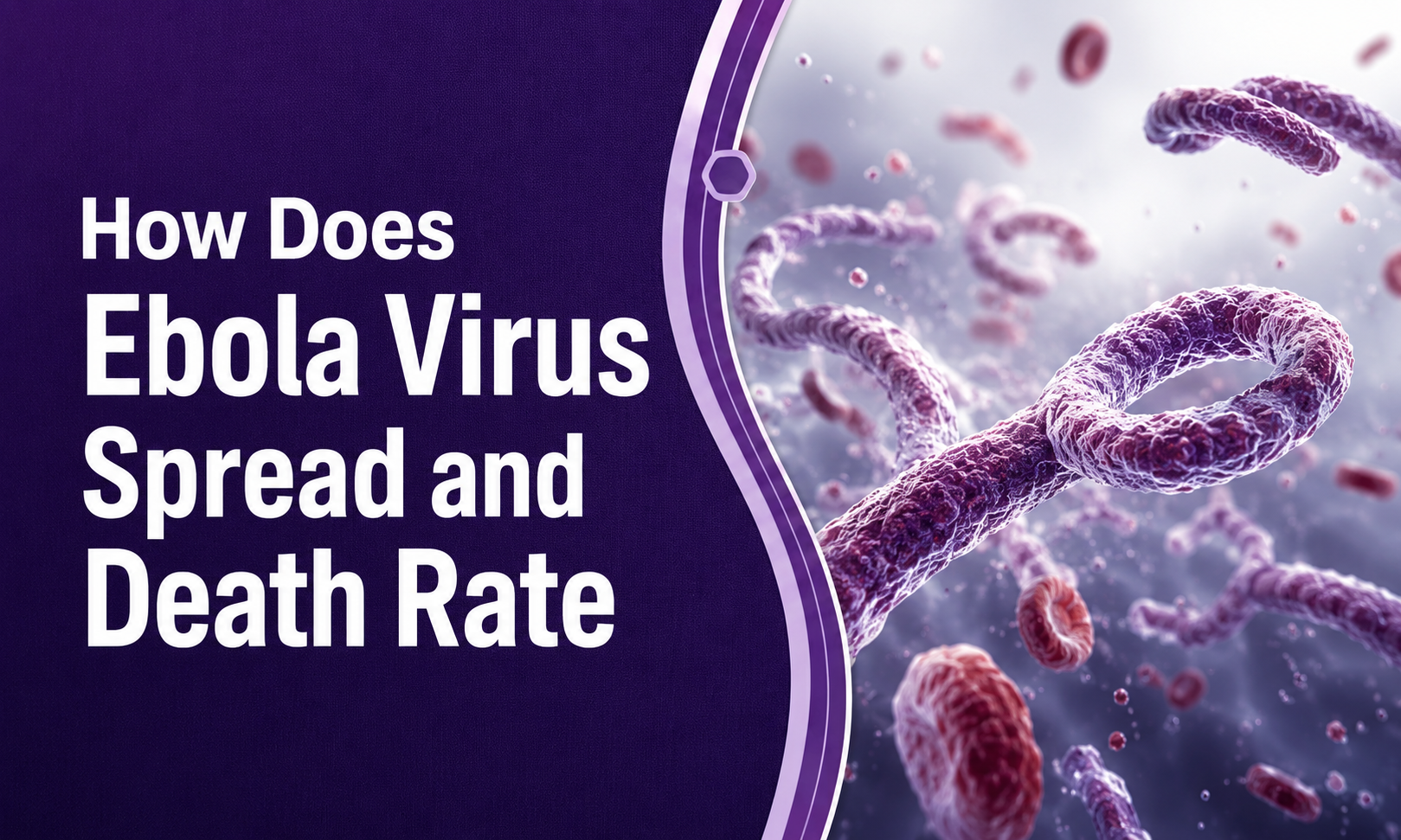 How Does Ebola Virus Spread and Death Rate: Facts, Risks, and Prevention